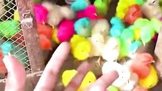 Find 'Beutiful bird' on TikTok - TikTok Search.