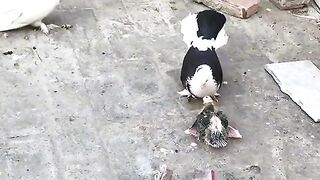 Find 'Beutiful bird' on TikTok - TikTok Search_7.