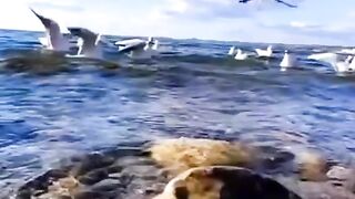 Find 'Beutiful bird' on TikTok - TikTok Search_6.