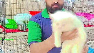 Find 'Beutiful bird' on TikTok - TikTok Search_5.