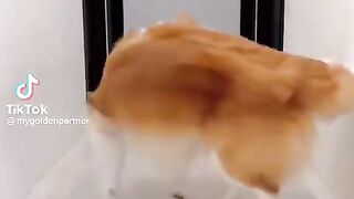 dog_dancer????