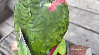Find 'Beutiful bird' on TikTok - TikTok Search_3.