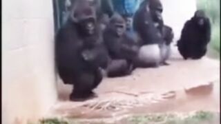 Kingkong funy video