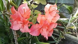amazing flower and beauty