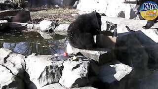 Трішки позитиву: 5 і 6 листопада кияни зможуть погодувати медвежатко і його маму