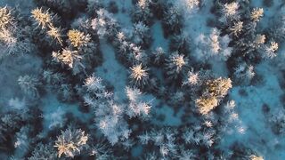 Запад Аляски. Драки орлов за пищу. Лосось идёт на нерест.