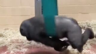 FUNNIEST GORILLA PLAYING