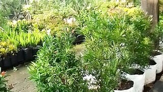 Very beutiful plants area Juanda Street Depok City