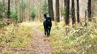 Собака лучший друг
