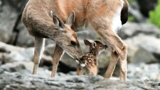 Cute Baby Deer and Most Funny Videos Full HD