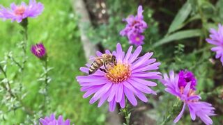 Very beautiful flower