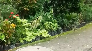 Tanaman hias yang cantik