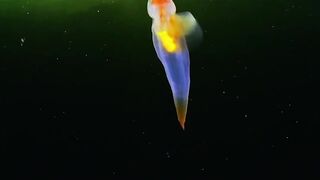 Вы видели северного клиона?