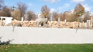 Молодой слон в зоопарке