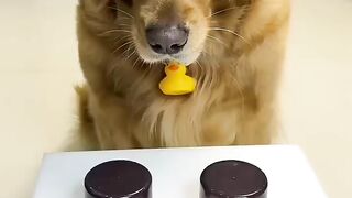 Smart dog finds treat in game