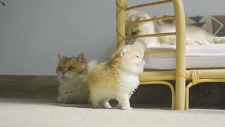 Cute animal cate in 2023 by abiro