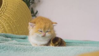 Cute animal cat view 2023 by abiro