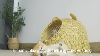 Kitten kidding animal pets cat in 2023 abiro