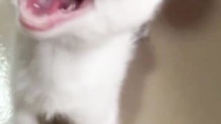 Vidéo compilation de chat drôle ????! Partie 4#drole #chatdrole#capcut#amusant#marrant#animauxdroles