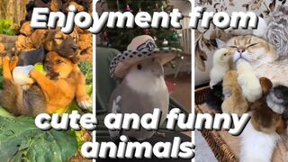 Enjoyment from cute and funny animals!