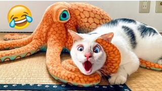 The best jokes with animals / Funny animals cats and dogs videos