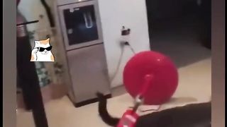 so funny animals compils