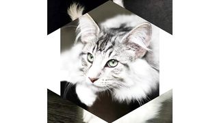 Cutest baby animals Videos 2
