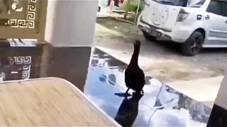 Sedang tidur di patok burungnya