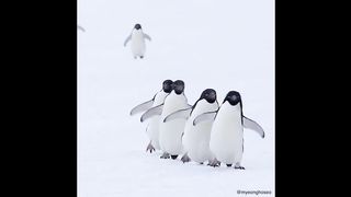 Cute baby animals Videos #3