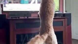 where did it gone?