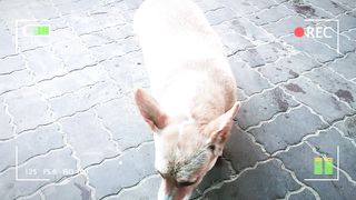 Funny dog corgy