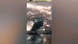 unny Pet TikToks That Will Make You Belly Laugh!