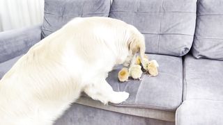 Golden Retriever Meets Tiny Chicks for the First Time!