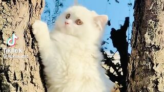 #cute cat life