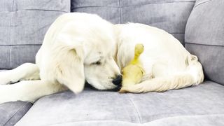 Tiny Duckling and Golden Retriever Puppy Cutest Friends
