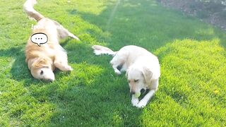 Golden retrievers wanting the same tennis ball, so he Snucks it