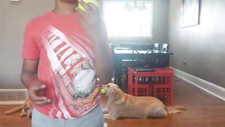 Proof that golden reterivers love food over ball #dog # commedy #goldenretriever