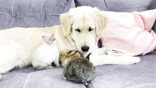Tiny Bunnies Think Golden Retriever is Their Mom!