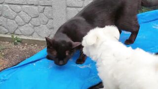 Cat meets tiny puppy first time in life
