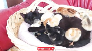 Cat meets baby chicken for the first time