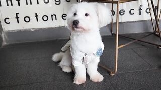 How Cute Teenage Poodle Reacts When Being Filmed By Stranger