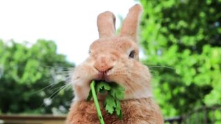 Cutest baby animals Videos #3