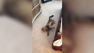 [60 MIN] Cutest Pet Videos! | Best of the WEEK September 2018