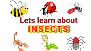 Learning video for kids| Insects | Education for kids | Names of insects | Types of insects | part1