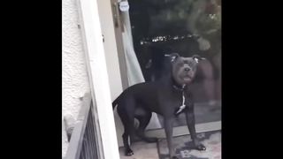 Try Not to Laugh Challenge - Funny Dog And Cat #7