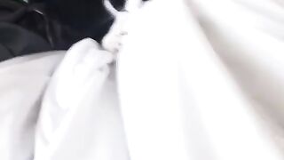 Funny cat biting feet