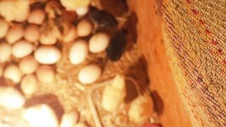 Hatching eggs of hen chicks
