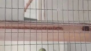 Budgies eating