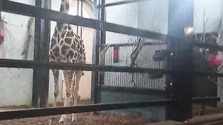 We're going to the zoo