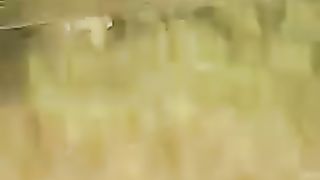 Gofood